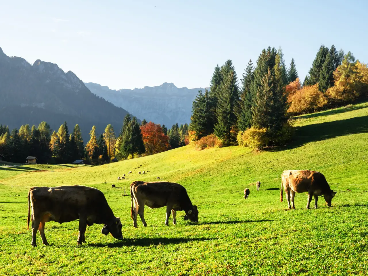 Braune Kühe grasen auf einer Herbstweide vor Bergen